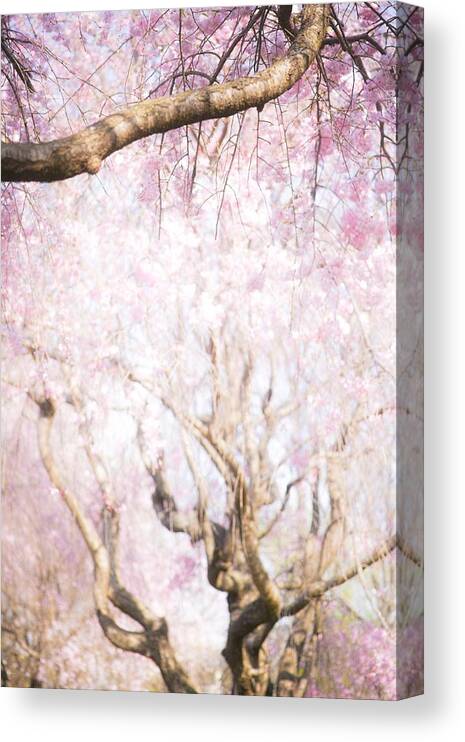 Cherryblossoms Canvas Print featuring the photograph Cherry blossoms#3 by Yasuhiro Fukui