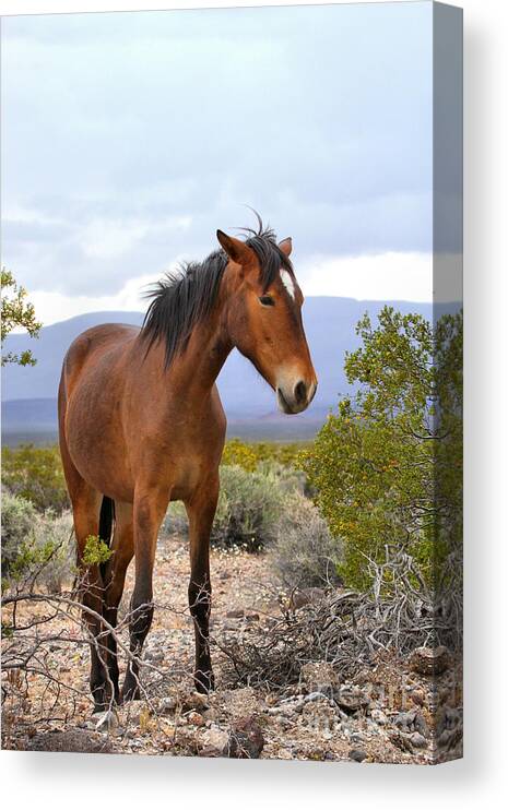 Mustang Canvas Print featuring the photograph Chicago Valley Wild Mustang by Adam Jewell