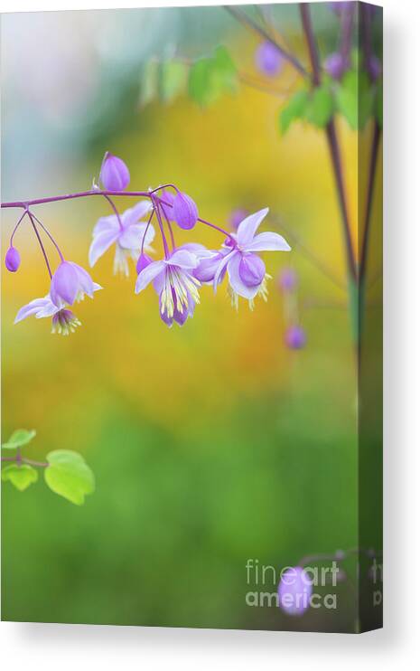 Chinese Meadow Rue Canvas Print featuring the photograph Chinese Meadow Rue by Tim Gainey