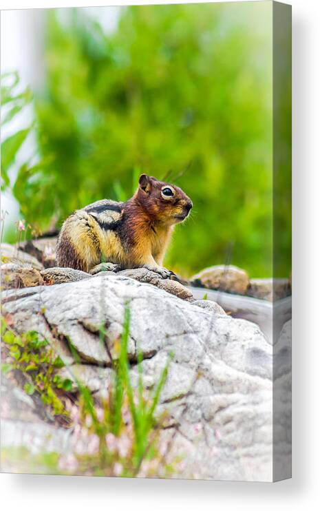 Chipmunk Canvas Print featuring the photograph Chipmunk - 2 by Thomas Nay