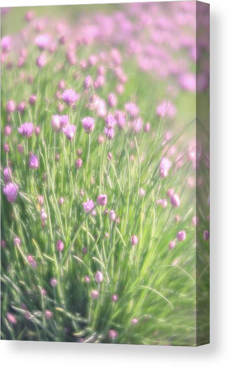 Chive Canvas Print featuring the photograph Chives by Jennifer Grossnickle