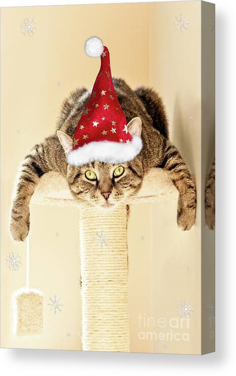 Gizmo Canvas Print featuring the photograph Christmas Splat Cat by Terri Waters