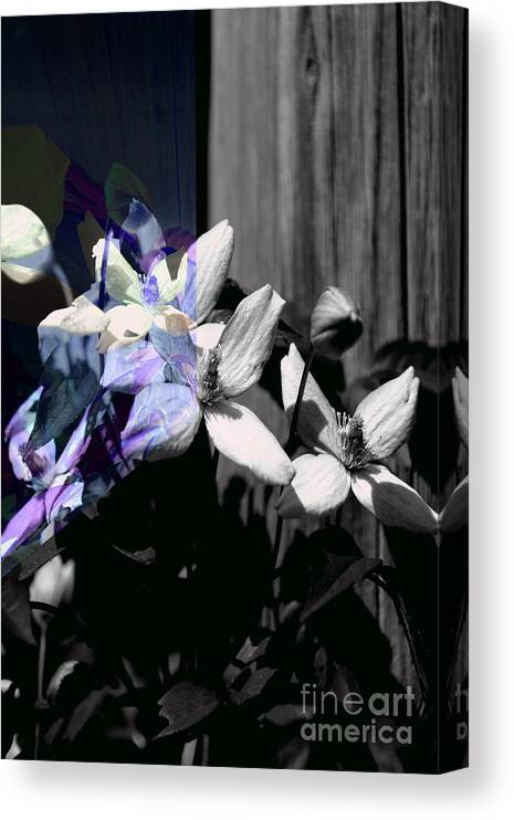 Clematis Canvas Print featuring the photograph Clematis 2 Shades of Grey by Elaine Hunter