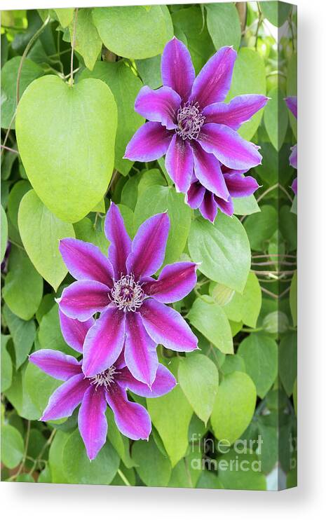 Clematis Fireworks Canvas Print featuring the photograph Clematis Fireworks by Tim Gainey