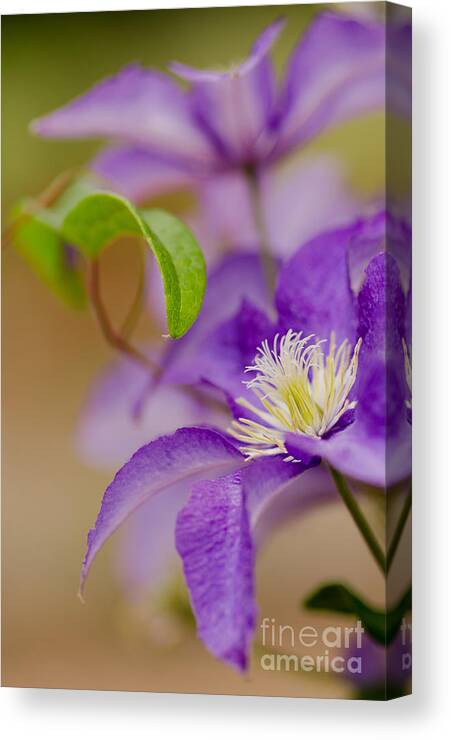 Oregon Canvas Print featuring the photograph Clematis Macro by Nick Boren