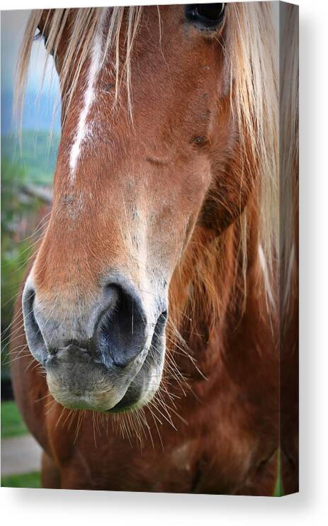 Horse Canvas Print featuring the pyrography Close - up of a horse by Rumiana Nikolova