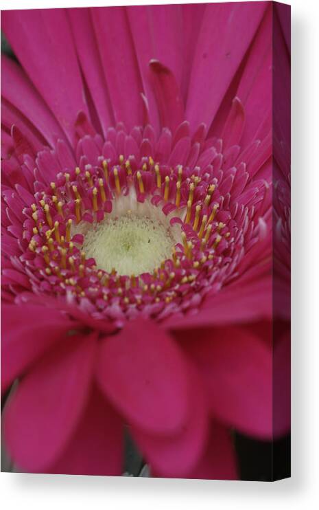 Flowers Canvas Print featuring the photograph Closeup of a flower by Dimitry Papkov