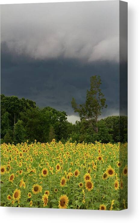 Marzena Grabczynska Lorenc Canvas Print featuring the photograph Clouds over the sunflower field by Marzena Grabczynska Lorenc