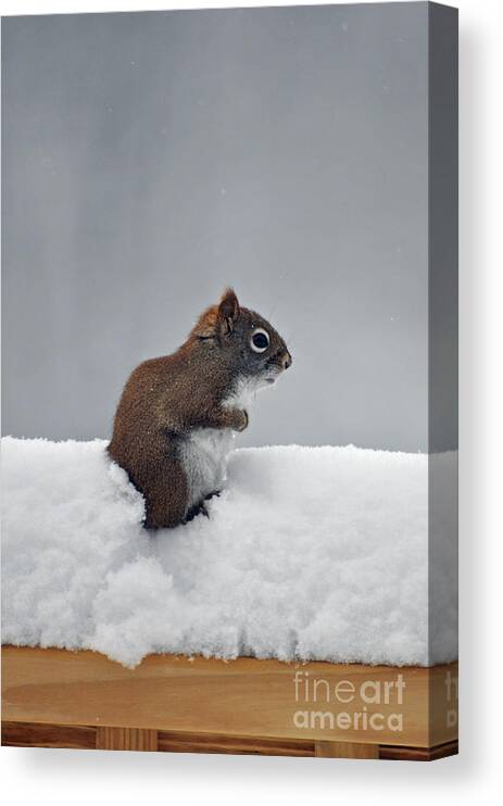 Berry Canvas Print featuring the photograph Cold Squirrel by Diane E Berry