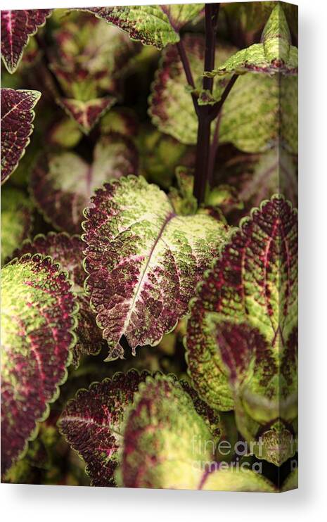  New England Canvas Print featuring the photograph Coleus plant by Erin Paul Donovan