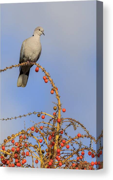 Beautiful Canvas Print featuring the photograph Collard Dove by Chris Smith