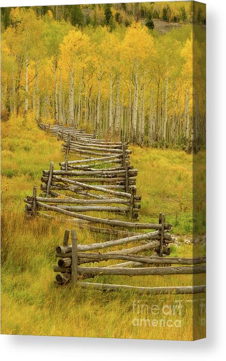 Fall Canvas Print featuring the photograph Colorado Fall Split Rail Fence by Ronda Kimbrow