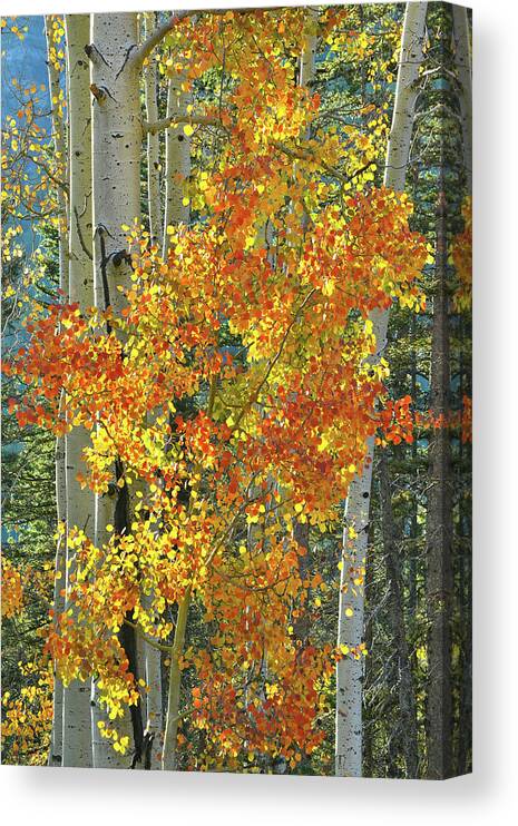 Colorado Canvas Print featuring the photograph Colorful Aspen along Million Dollar Highway by Ray Mathis