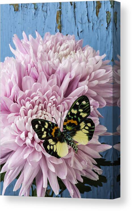 Single Canvas Print featuring the photograph Colorful Butterfly On Pink Mum by Garry Gay