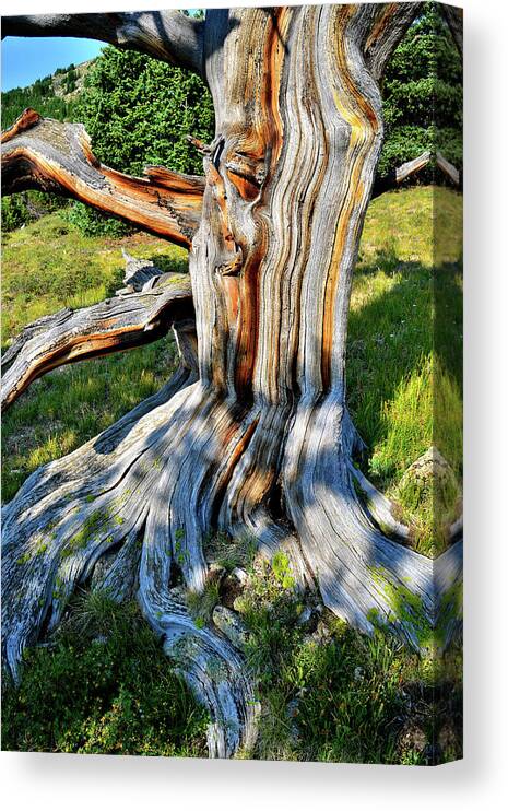 Mt. Evans Canvas Print featuring the photograph Colorful Patterns in Ancient Bristlecone Pine on Mt. Goliath by Ray Mathis