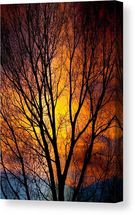 Vertical Canvas Print featuring the photograph Colorful Tree Silhouettes by James BO Insogna