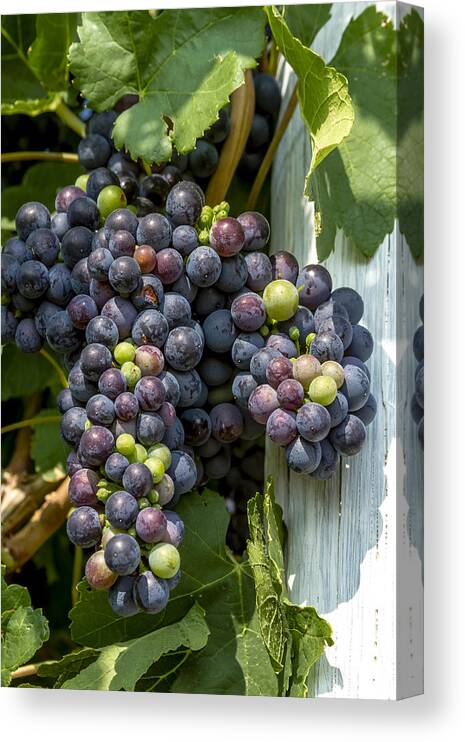 Colorado Vineyard Canvas Print featuring the photograph Colorful Wine Grapes on Grapevine by Teri Virbickis