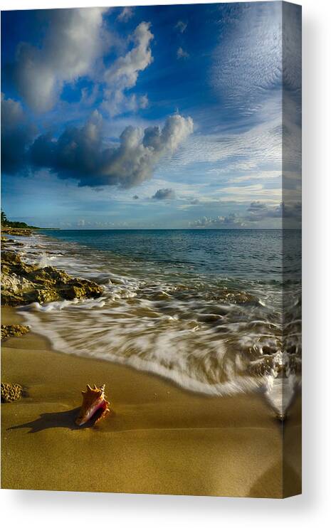 Pristine Canvas Print featuring the photograph Conch Shell by Amanda Jones