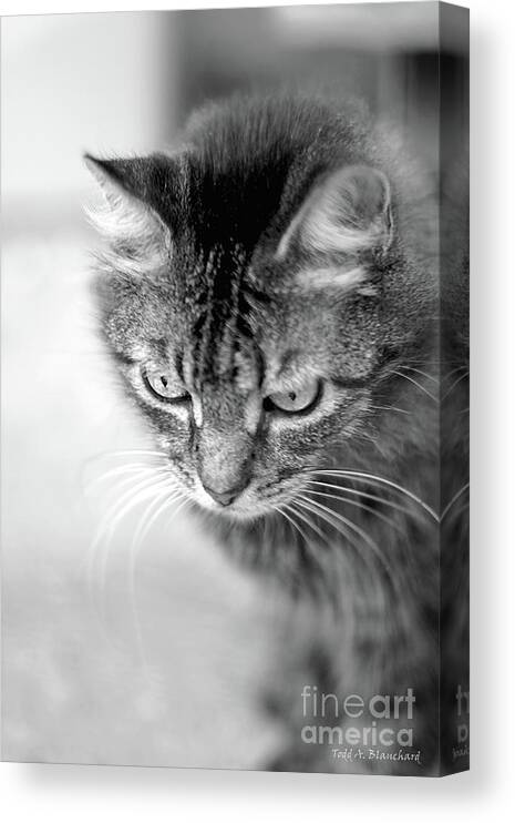 Animal Canvas Print featuring the photograph Contemplation by Todd Blanchard