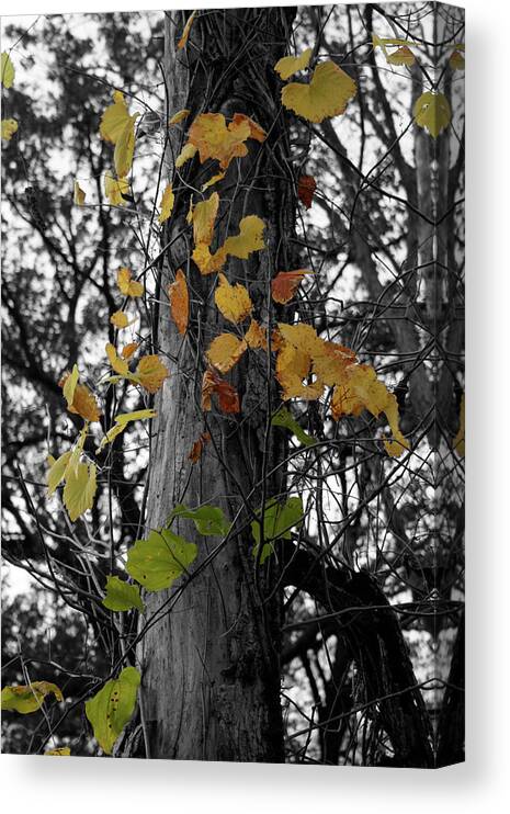 Color Desaturation Canvas Print featuring the photograph Convert by Dylan Punke