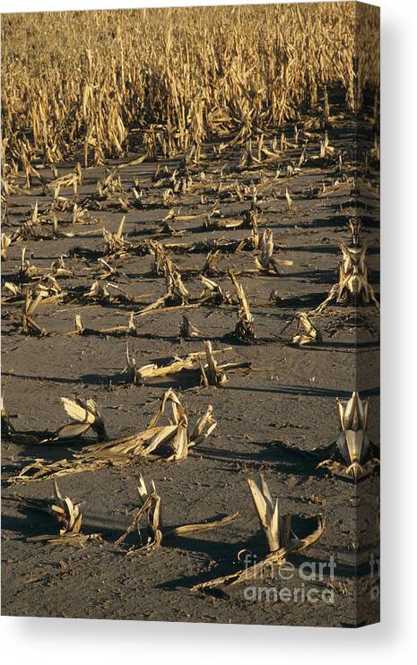 Soil Canvas Print featuring the photograph Corn Crop Failure by Inga Spence