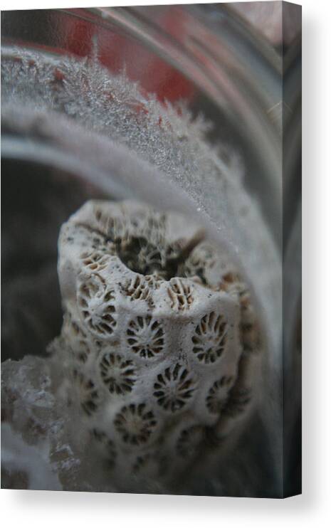 Ocean Canvas Print featuring the photograph Cornered Coral by Rachelle Johnston