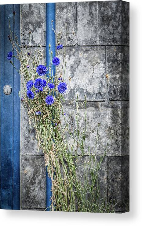 Cornflower Canvas Print featuring the photograph Cornflowers by Nigel R Bell
