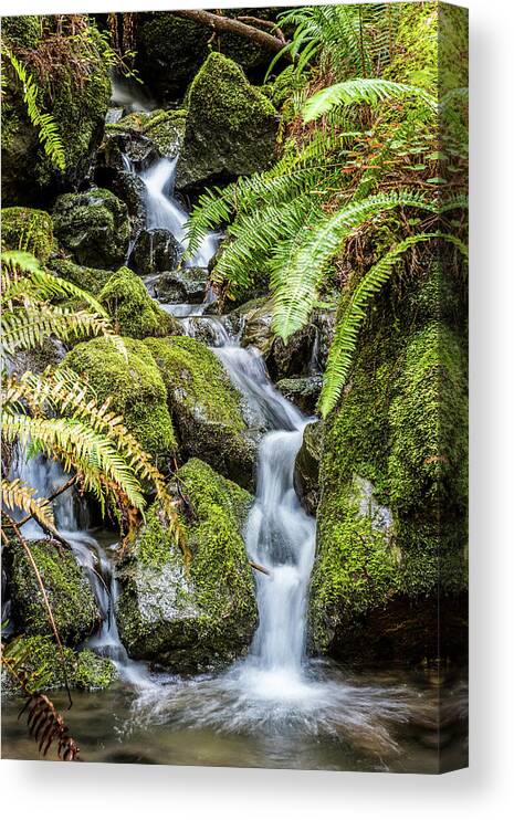 Creek In The Forest Canvas Print featuring the photograph Creek In The Forest by Paul Freidlund