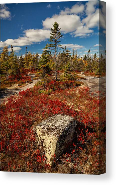 Autumn Canvas Print featuring the photograph Crimson Autumn Barren by Irwin Barrett