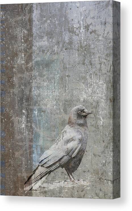 Crow Canvas Print featuring the photograph Crow in Grey Flannel by Carol Leigh