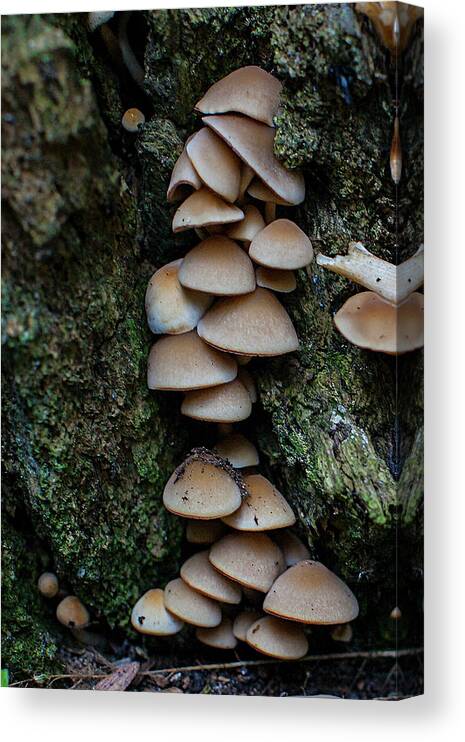 Mushrooms Canvas Print featuring the photograph Crowded Quarters by Jeff Klingler