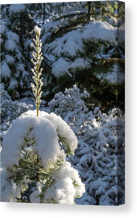 Winter Canvas Print featuring the photograph Crystal Tree by Jan Davies