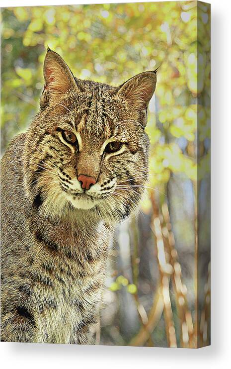 Bobcat Canvas Print featuring the photograph Curiosity the Bobcat by Jessica Brawley
