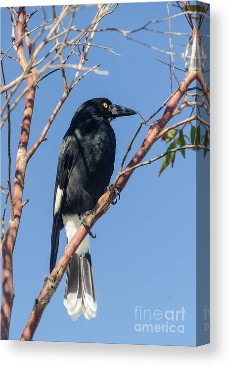 Bird Canvas Print featuring the photograph Currawong by Werner Padarin