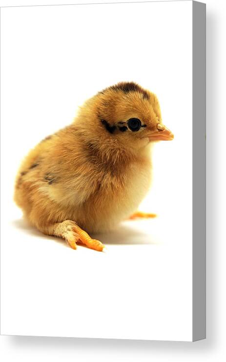 Chicks Canvas Print featuring the photograph Cute Chick by Laura Mountainspring