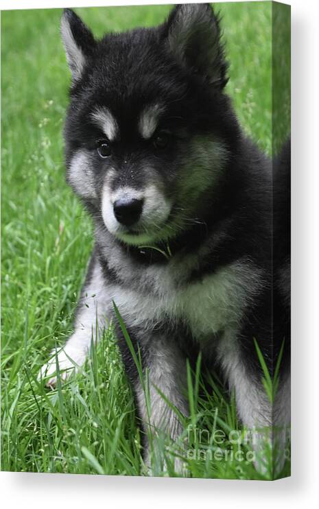 Alusky Canvas Print featuring the photograph Cute Fluffy Alusky Puppy Sitting up in a Yard by DejaVu Designs