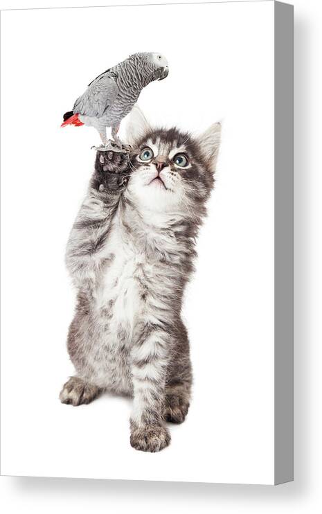 Adorable Canvas Print featuring the photograph Cute Kitten Holding Parrot Bird by Good Focused