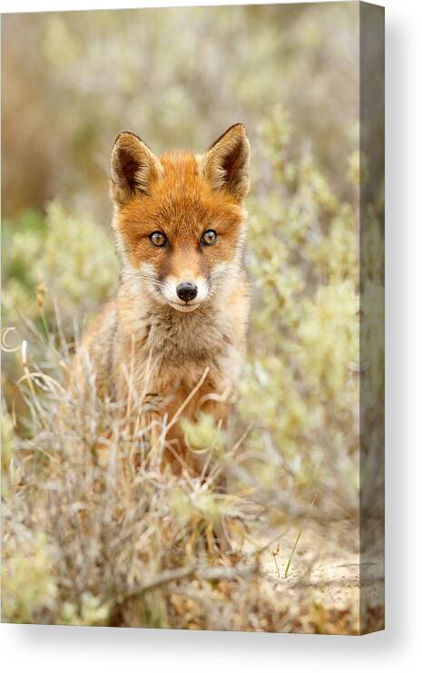 Fox Canvas Print featuring the photograph Cute Red Fox Kit by Roeselien Raimond
