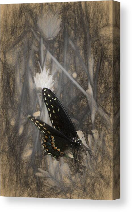 Eastern Swallowtail Canvas Print featuring the photograph Cycle of life for Black Swallowtail by Jeff Folger