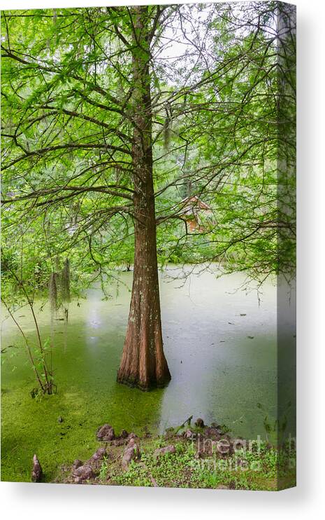 Tree Canvas Print featuring the photograph Cypress at Myrtle's Plantation by Kathleen K Parker