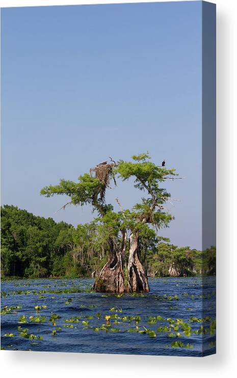 Cypress Canvas Print featuring the photograph Cypress Osprey Duo by Paul Rebmann