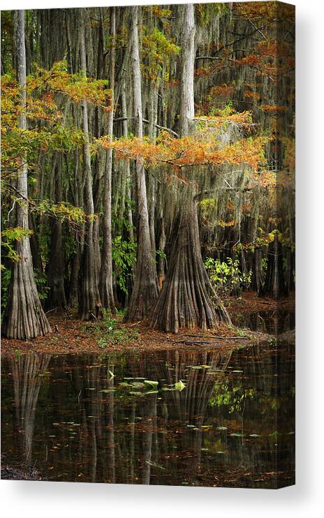 Landscape Canvas Print featuring the photograph Cypress Trees Forest by Iris Greenwell