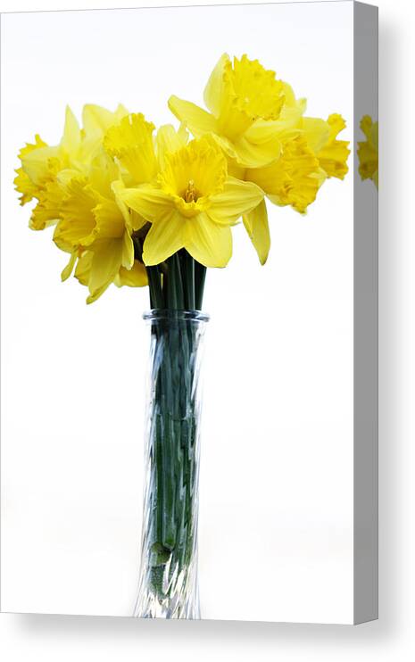 Daffodil Canvas Print featuring the photograph Daffodil by Marilyn Hunt
