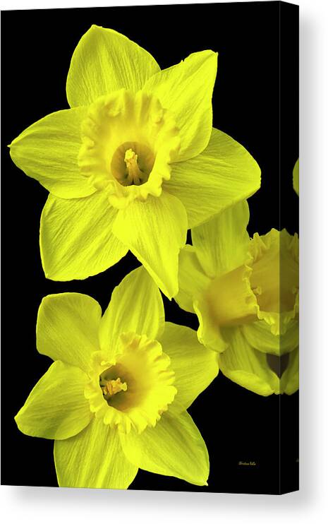 Daffodils Canvas Print featuring the photograph Daffodils by Christina Rollo