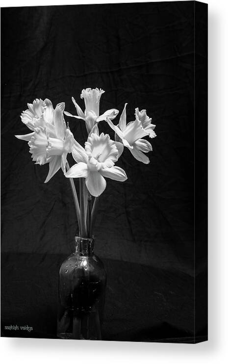 Daffodils Canvas Print featuring the photograph Daffodils in a Vase - Monochrome by Aashish Vaidya