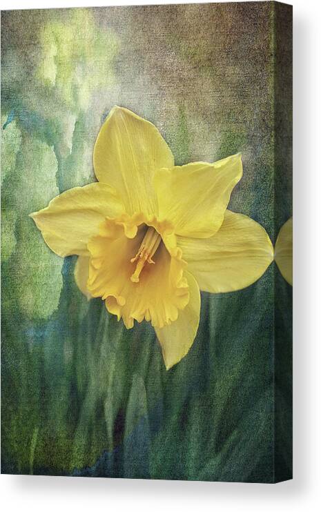 Daffodils In Bloom Print Canvas Print featuring the photograph Daffodils in Bloom by Gwen Gibson