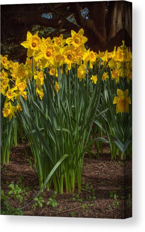 Daffodils Standing Tall Canvas Print featuring the photograph Daffodils Standing Tall by Bonnie Follett