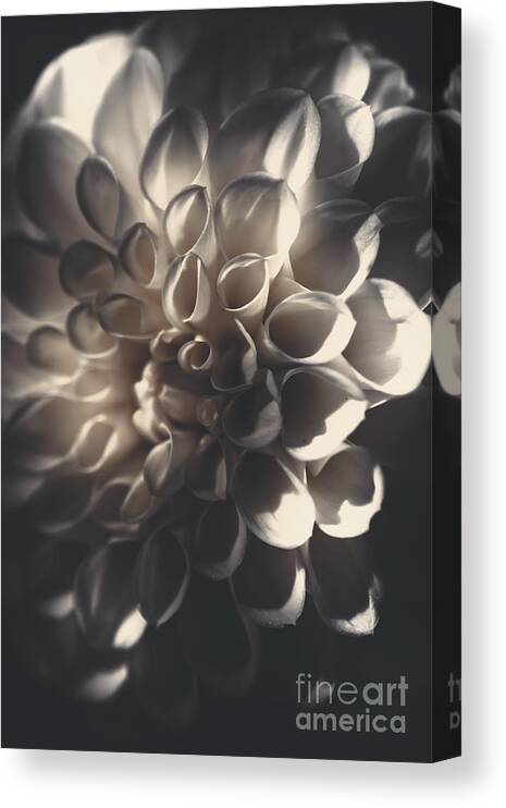 Flora Canvas Print featuring the photograph Dahlia flower close up. Beauty in darkness by Jorgo Photography