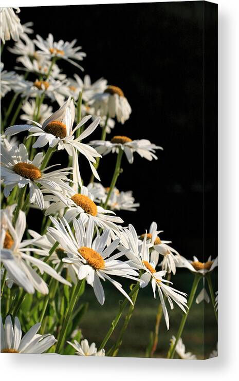 Daisies Canvas Print featuring the photograph Daisies by Dorothy Cunningham