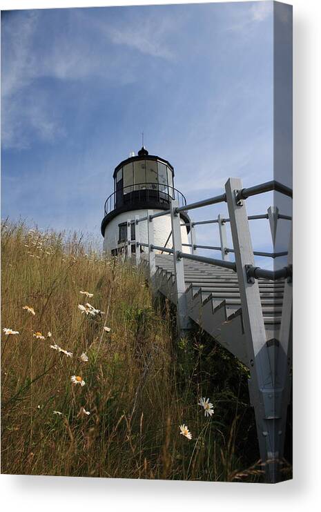 Seascape Canvas Print featuring the photograph Daisies by Doug Mills